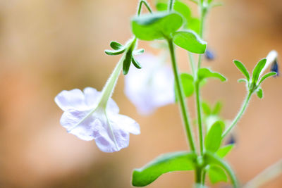 Close-up of flowers blooming outdoors