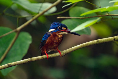 Close-up of bird perching on branch