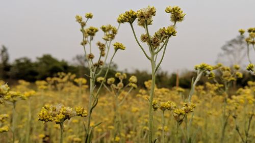 Yellow flowering plants growing on field