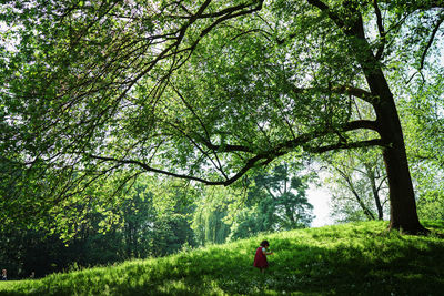 Rear view of woman amidst trees in forest