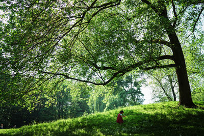 Rear view of little girl among trees in forest