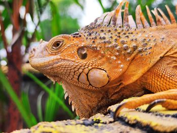 Close-up of a lizard