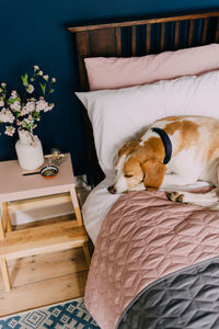 High angle view of beagle resting on bed in bedroom