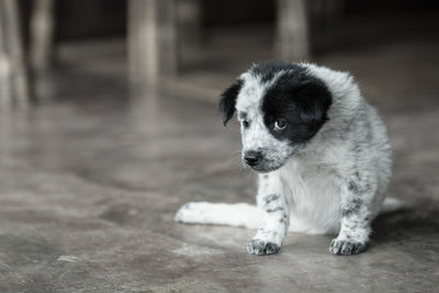 Close-up portrait of dog 