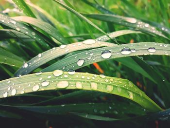 Close-up of wet plant leaves during rainy season