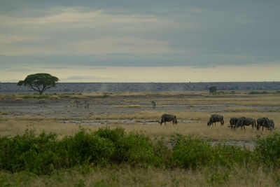 Wildebeest and zebras grazing in the landscape