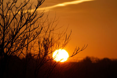 Silhouette of bare tree against orange sunset sky