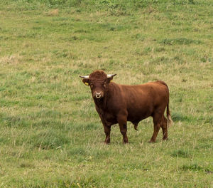 Cow standing on field