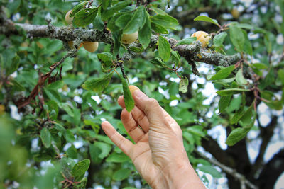 Cropped image of hand holding fruit on tree