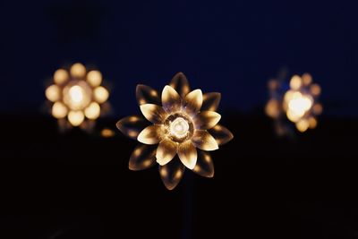 Close-up of illuminated flower against black background