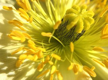 Close-up of yellow flower