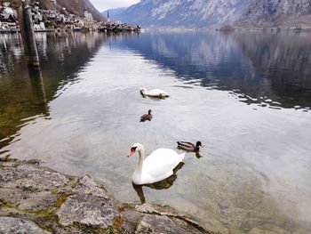 High angle view of swans swimming in lake