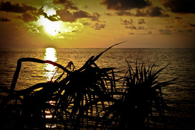Silhouette plants on beach against sky during sunset