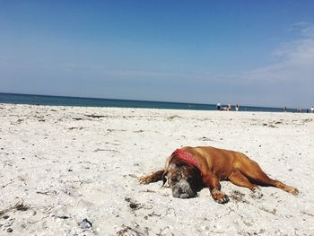 Dog on beach against sky