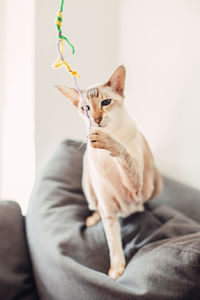 Beautiful colorpoint blue-eyed oriental breed cat sitting on couch sofa. fluffy hairy domestic pet 