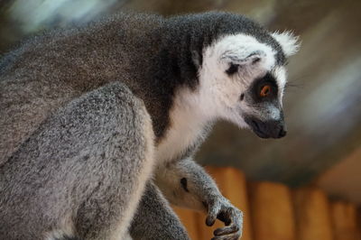 Close-up of a lemur looking away