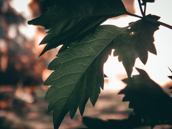 Low angle view of leaves against tree during sunset