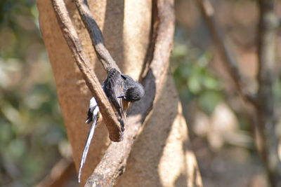 Lizard on tree trunk