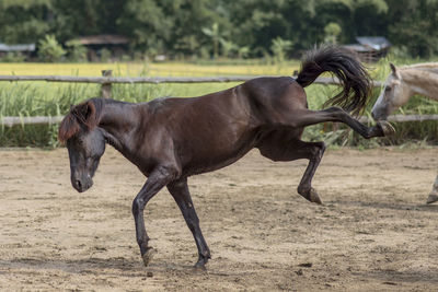 Horse running on field