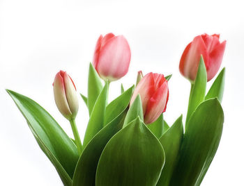 Close-up of pink flower