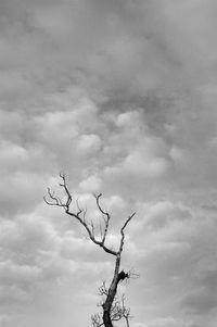 Low angle view of bare tree against sky