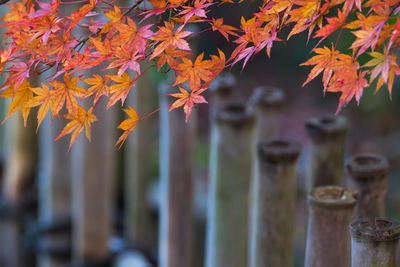 Close-up of maple leaves on tree by railing