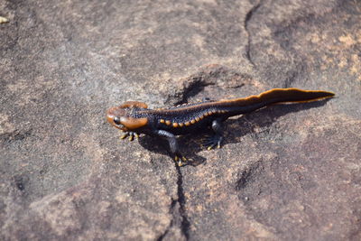 Close-up of a lizard