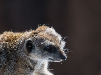 Close-up of meerkat