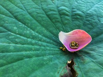 Close-up of pink rose leaf