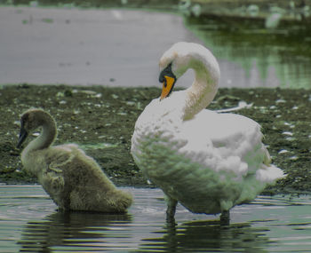 Swans swimming in lake