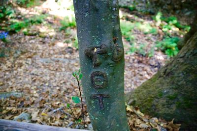 Close-up of tree trunk in forest