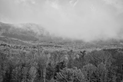 View of sheep on field against sky