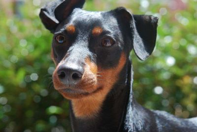 Close-up portrait of black dog