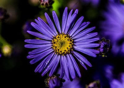 Close-up of pink daisy flower