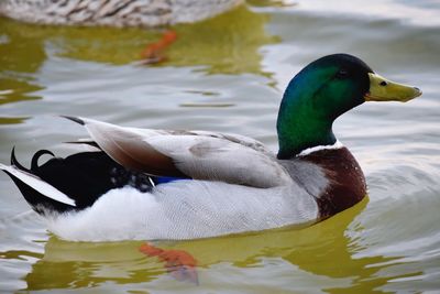 Close-up of duck swimming on lake