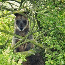 Close-up portrait of cat on tree