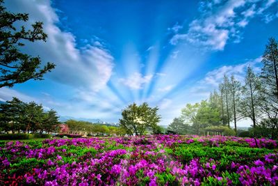 Flowers blooming on field against blue sky