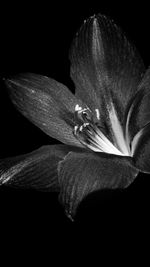 Close-up of flower over black background