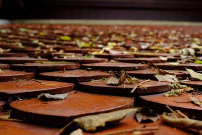 Close-up of autumn leaves on field