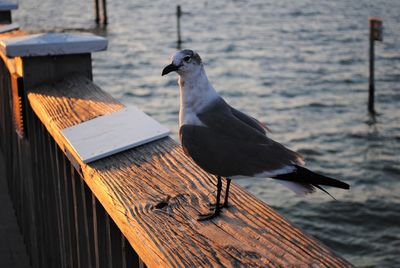 High angle view of seagull perching on railing