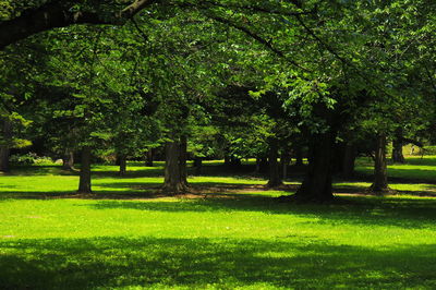 Trees in park