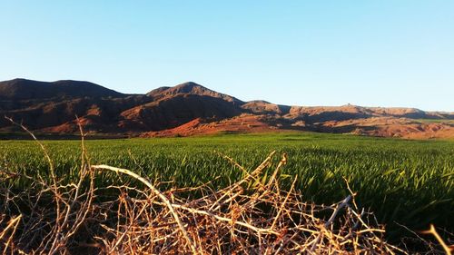 Scenic view of agricultural field against clear sky