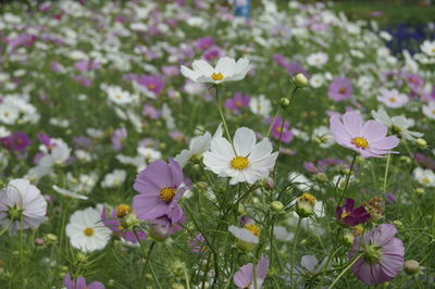 Close-up of white flowering plants on field