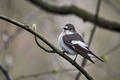 Close-up of bird perching on branch