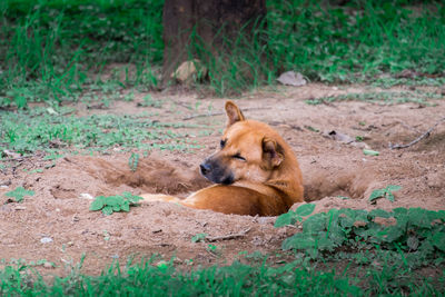 Lion resting in a field