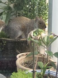 Squirrel on a tree