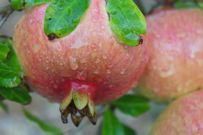 Close-up of strawberry on leaf