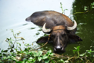 Horse in lake