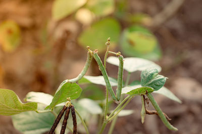 Close-up of insect on plant