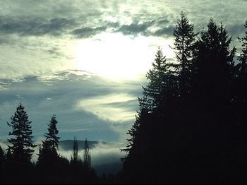 Low angle view of trees against cloudy sky